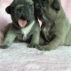 french-bulldog-pups-afghan-hound-vehari