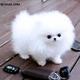 lovely-teacup-pomeranian-puppies-for-adoption-afghan-hound-amangarh-industrial-area
