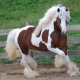 healthy-gypsy-vanner-horse-for-sale-rock-pigeon-abbottabad