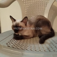 cute-siamese-female-cat-siamese-karachi