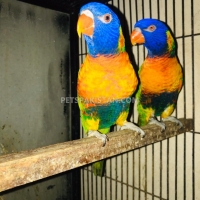 sawainson-lorry-rainbow-lorikeet-lahore
