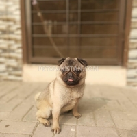 female-pug-9-months-pug-islamabad