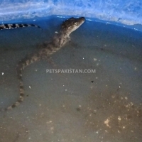 crocs-for-sale-crocodile-karachi