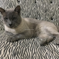 siamese-cat-for-sale-siamese-islamabad