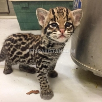 lovely-and-white-tiger-cubs-cheetah-cubs-african-serval-for-sale-whatsapp-12486625079-elephant-rawalpindi-4