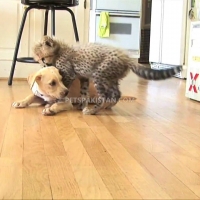 cheetah-cubs-lion-cubs-tiger-cubs-available-whatsapp-12486625079-tiger-karachi-2