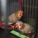 orange-king-finch-for-sale-king-finch-karachi