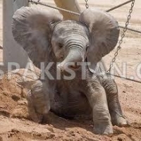 lovely-and-white-tiger-cubs-cheetah-cubs-african-serval-for-sale-whatsapp-12486625079-elephant-rawalpindi-2