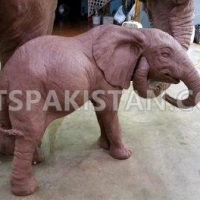 lovely-and-white-tiger-cubs-cheetah-cubs-african-serval-for-sale-whatsapp-12486625079-elephant-rawalpindi