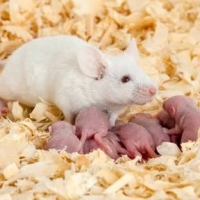 laboratory-mice-cat-islamabad