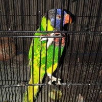 rainbow-lorikeet-for-sale-rainbow-lorikeet-islamabad