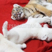 cheetah-cubs-lion-cubs-tiger-cubs-available-whatsapp-12486625079-tiger-karachi-3