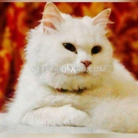 turkish-angora-pair-turkish-cat-lahore