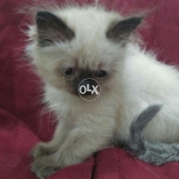 chocolate-point-himalayan-kittens-himalayan-lahore