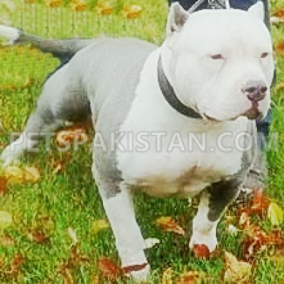 American bully classes