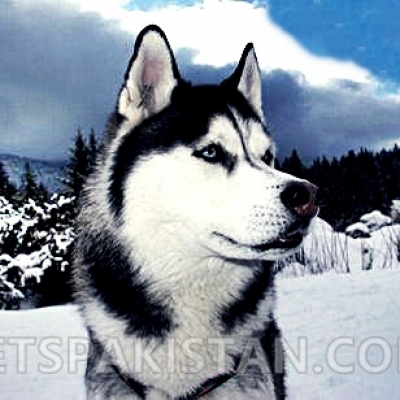 Siberian Husky