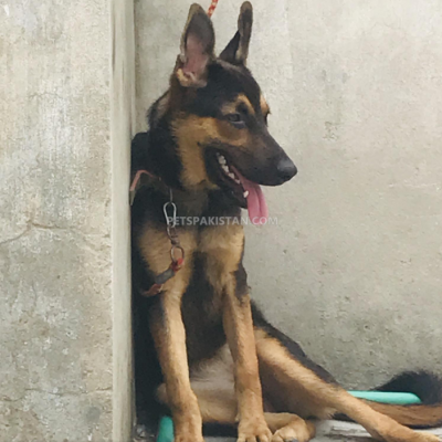 The German Shepherd Dog